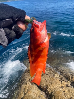 アカハタの釣果