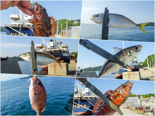 アジの釣果