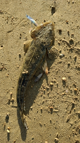 マゴチの釣果