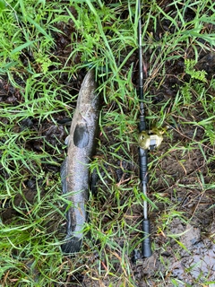 カムルチーの釣果