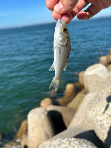 セイゴ（ヒラスズキ）の釣果