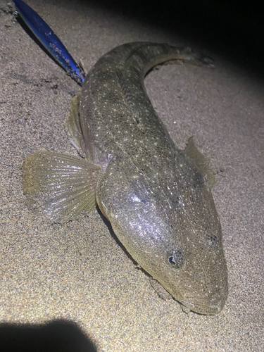 マゴチの釣果