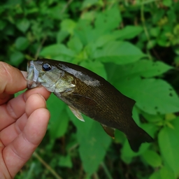 スモールマウスバス