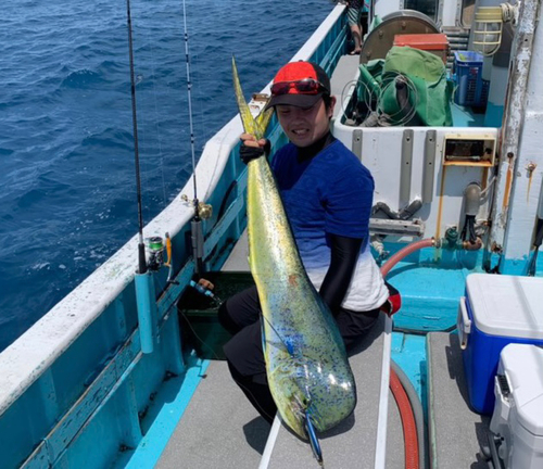 シイラの釣果