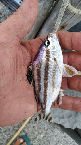 シロギスの釣果