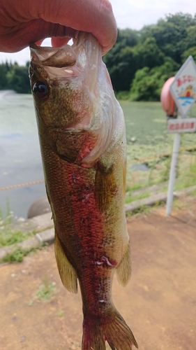 ラージマウスバスの釣果