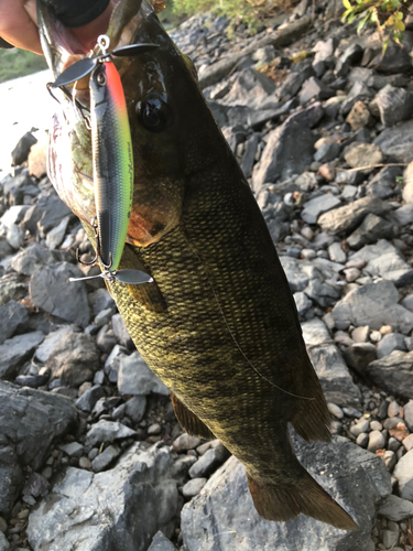 スモールマウスバスの釣果