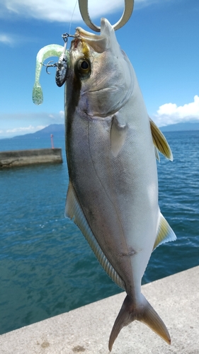 カンパチの釣果