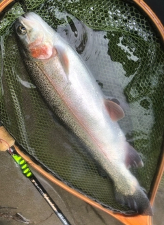 ニジマスの釣果