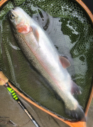 ニジマスの釣果