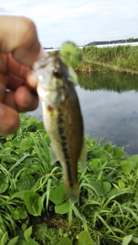 ラージマウスバスの釣果