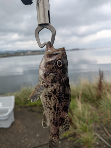 シロメバルの釣果