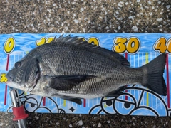 クロダイの釣果