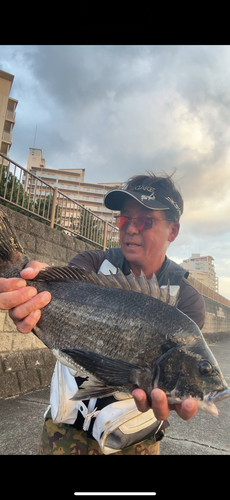 チヌの釣果