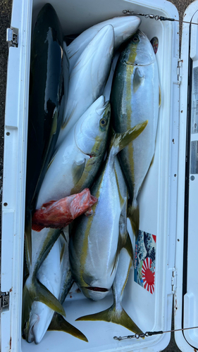 ハマチの釣果