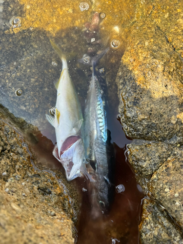 ソウダガツオの釣果