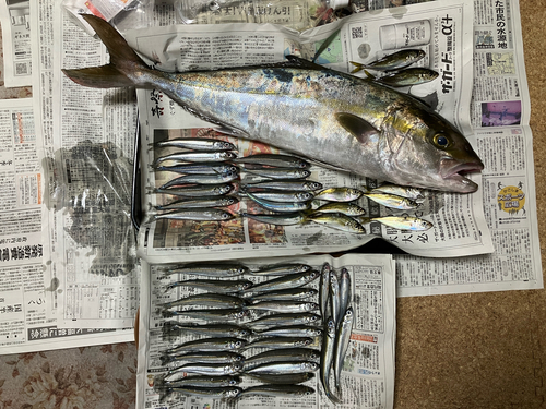 カンパチの釣果