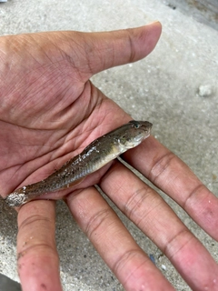 マハゼの釣果