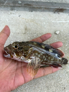 カサゴの釣果