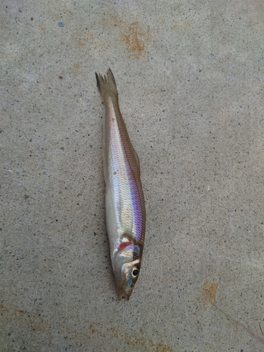 シロギスの釣果