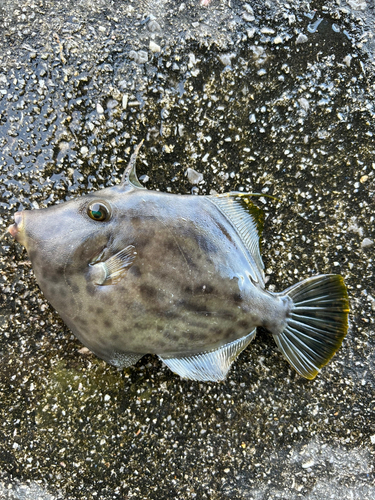 カワハギの釣果