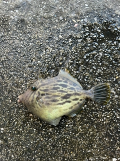 カワハギの釣果