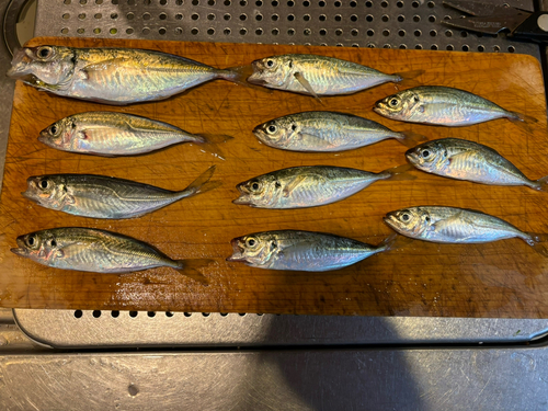 アジの釣果