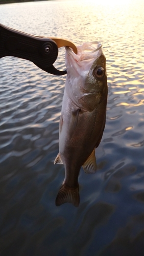 スズキの釣果