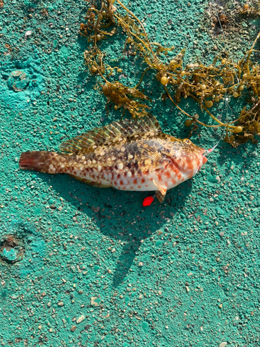 ブダイの釣果