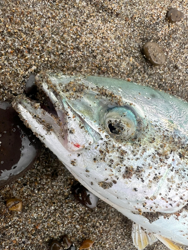 ワカシの釣果