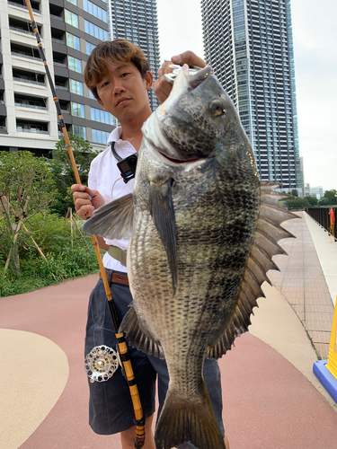 クロダイの釣果