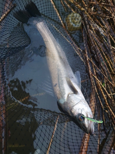 スズキの釣果