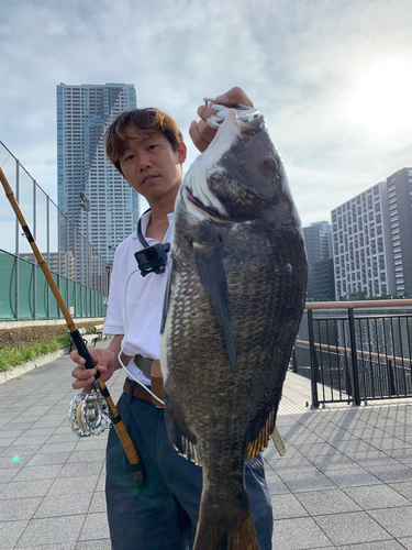 クロダイの釣果