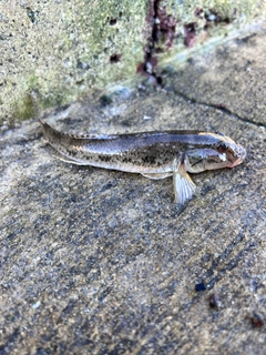 ハゼの釣果