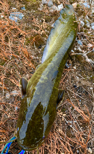 ナマズの釣果