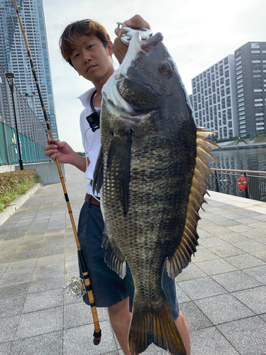 クロダイの釣果