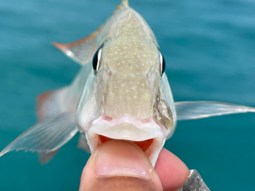 タテシマフエフキの釣果