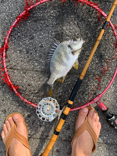 キビレの釣果