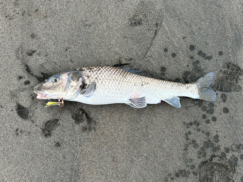 ニゴイの釣果