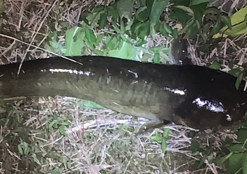 ナマズの釣果