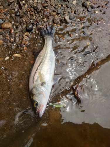 スズキの釣果