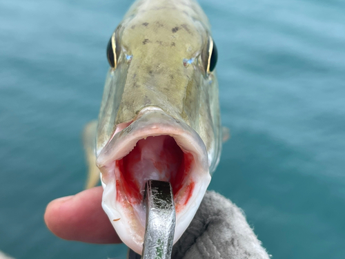 マトフエフキの釣果