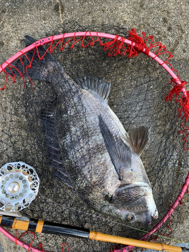 クロダイの釣果