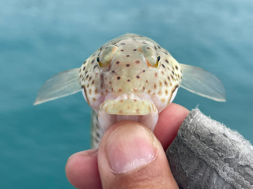 オグロトラギスの釣果