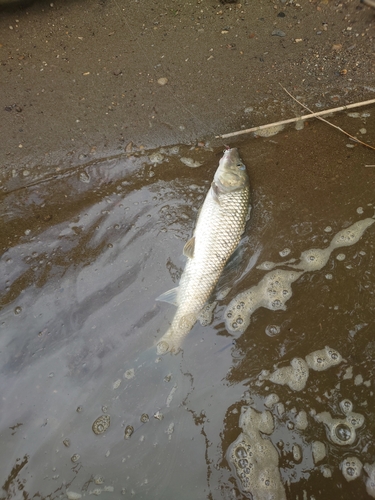 ニゴイの釣果