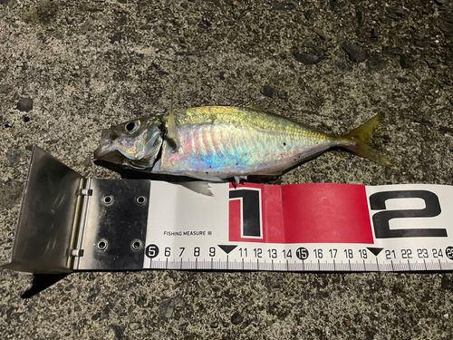 マアジの釣果