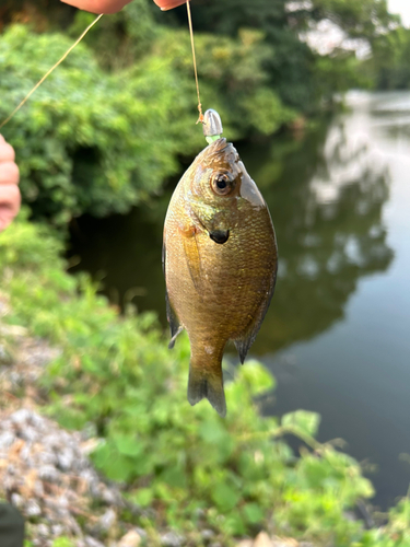 ブルーギルの釣果