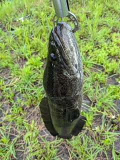 ライギョの釣果