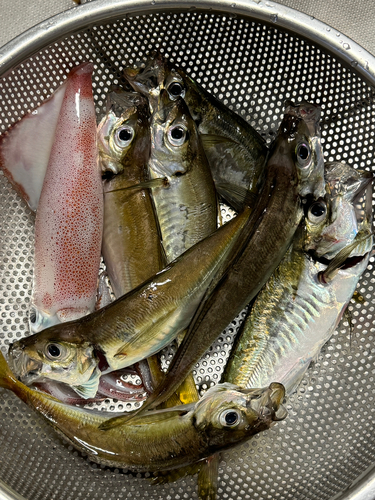 アジの釣果