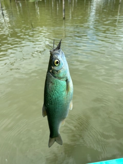 ワタカの釣果